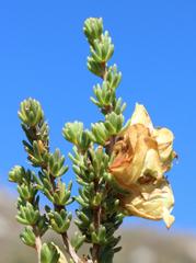 Aspalathus citrina
