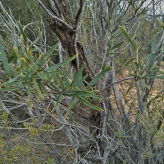 Billardiera cymosa