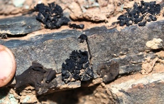 Digitothyrea