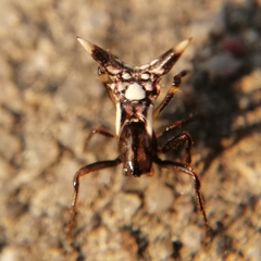 Micrathena evansi