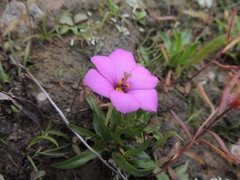 Moraea versicolor