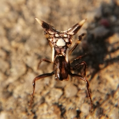 Micrathena evansi