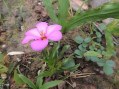 Moraea versicolor