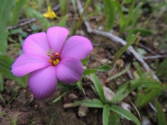 Moraea versicolor