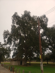 Quercus lobata