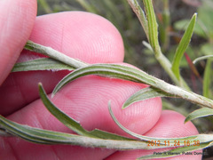 Helichrysum chionosphaerum