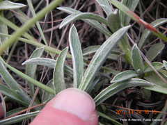 Helichrysum chionosphaerum