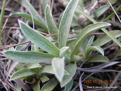 Helichrysum chionosphaerum