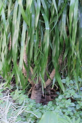 Dracaena cochinchinensis