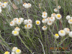 Helichrysum chionosphaerum