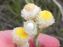 Helichrysum chionosphaerum