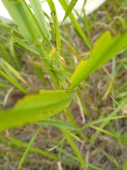 Orchelimum gladiator