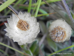 Helichrysum chionosphaerum