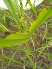 Orchelimum gladiator