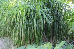 Dracaena cochinchinensis