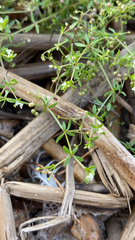 Galium trifidum trifidum