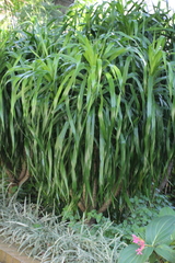 Dracaena cochinchinensis