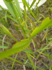 Orchelimum gladiator