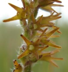 Holothrix thodei