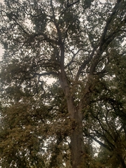 Quercus lobata