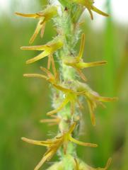 Holothrix thodei