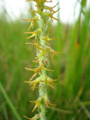 Holothrix thodei