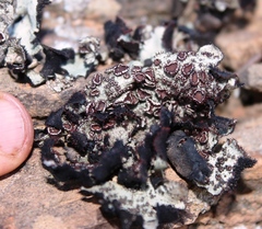 Xanthoparmelia hottentotta