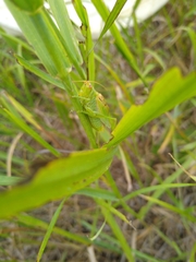 Orchelimum gladiator