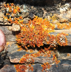 Dufourea