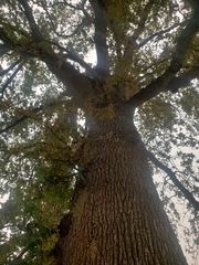 Quercus lobata