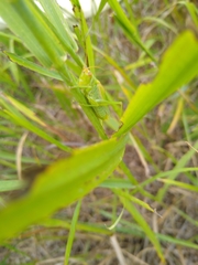 Orchelimum gladiator