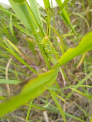 Orchelimum gladiator