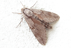 Sphinx morio arestus