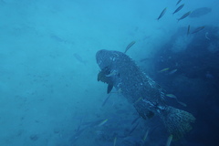 Epinephelus lanceolatus