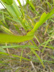 Orchelimum gladiator