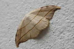 Nordstromia japonica