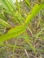 Orchelimum gladiator