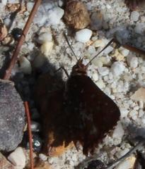 Aloeides thyra thyra