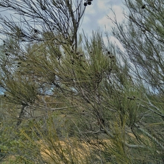Grevillea pterosperma