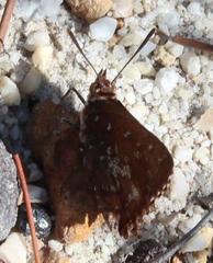 Aloeides thyra thyra