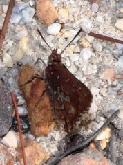 Aloeides thyra thyra