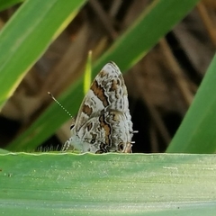 Aubergina vanessoides