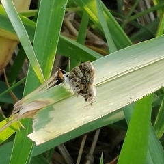 Aubergina vanessoides