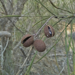 Grevillea pterosperma