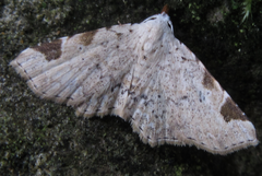 Aventiola trigonifera