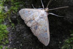Neoanalthes contortalis