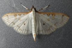 Palpita inusitata
