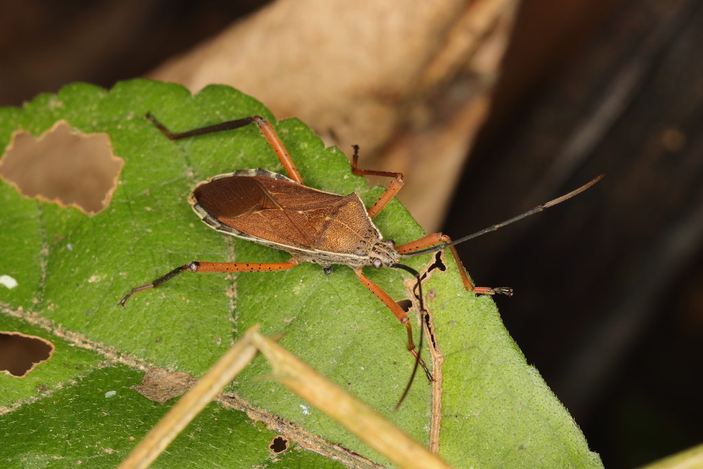 Nyttum beckeri