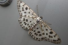 Antipercnia albinigrata