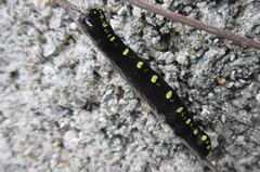 Oraesia emarginata